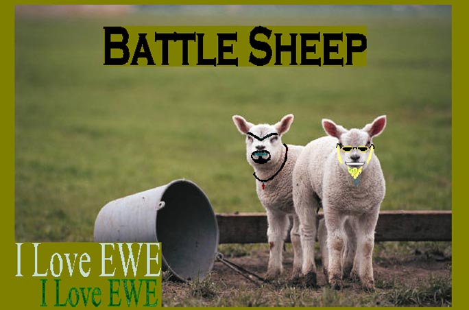 sheeps.jpg