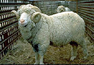 sheepwithhorns.jpg